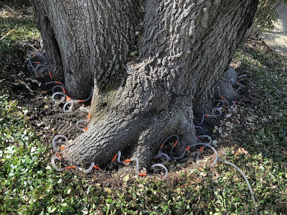 Detailed Tree Cabling and Bracing job site in Viroqua